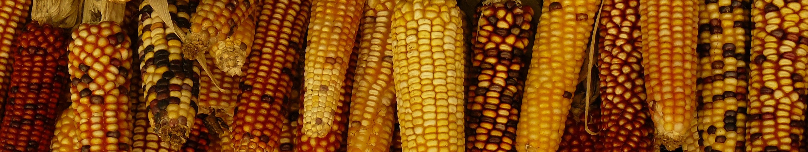 Corn Farmland For Sale